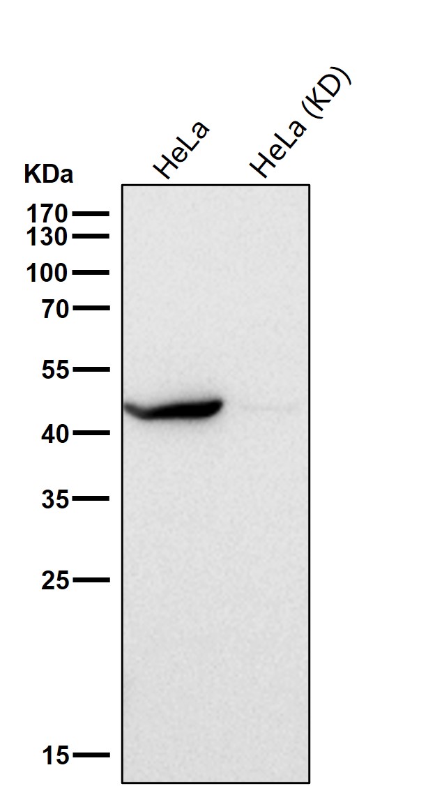 PGK1 Ab