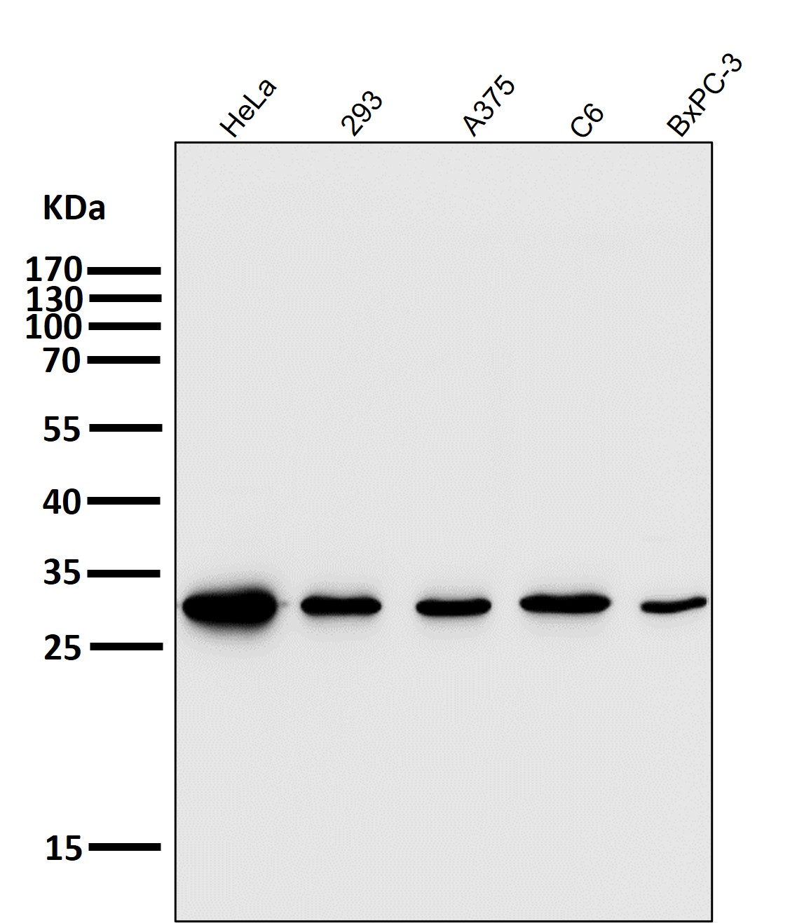 CD8 alpha Ab