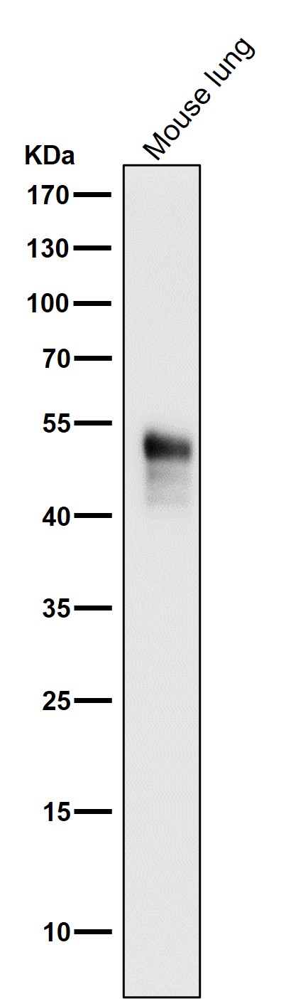 p-JNK1/2/3 (T183/T183/T221) Ab