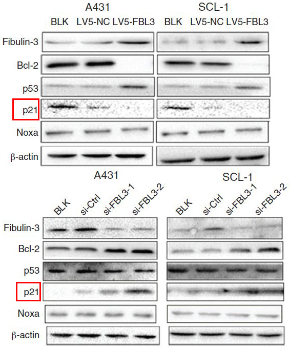p21 CDKN1A Ab