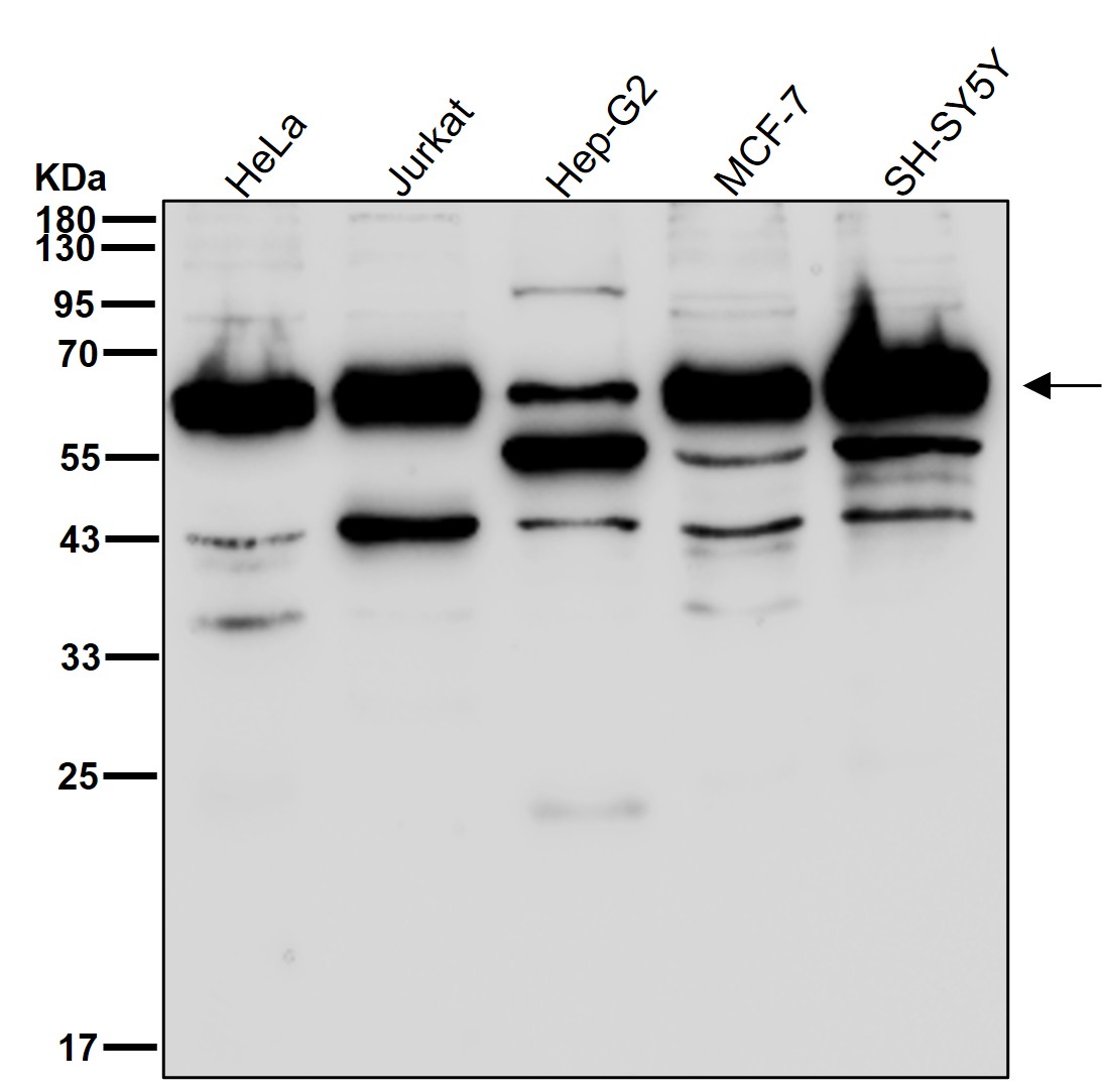 LHX2 Ab
