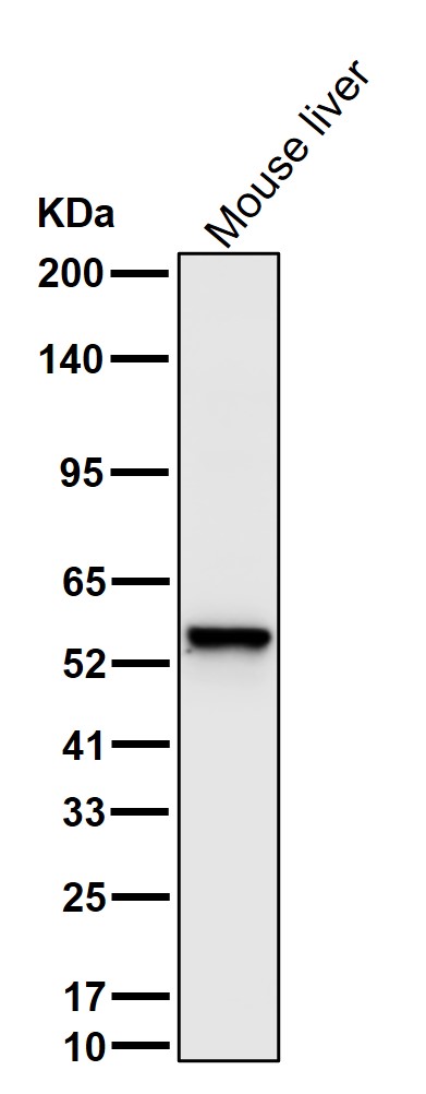 Tyrosine hydroxylase Ab