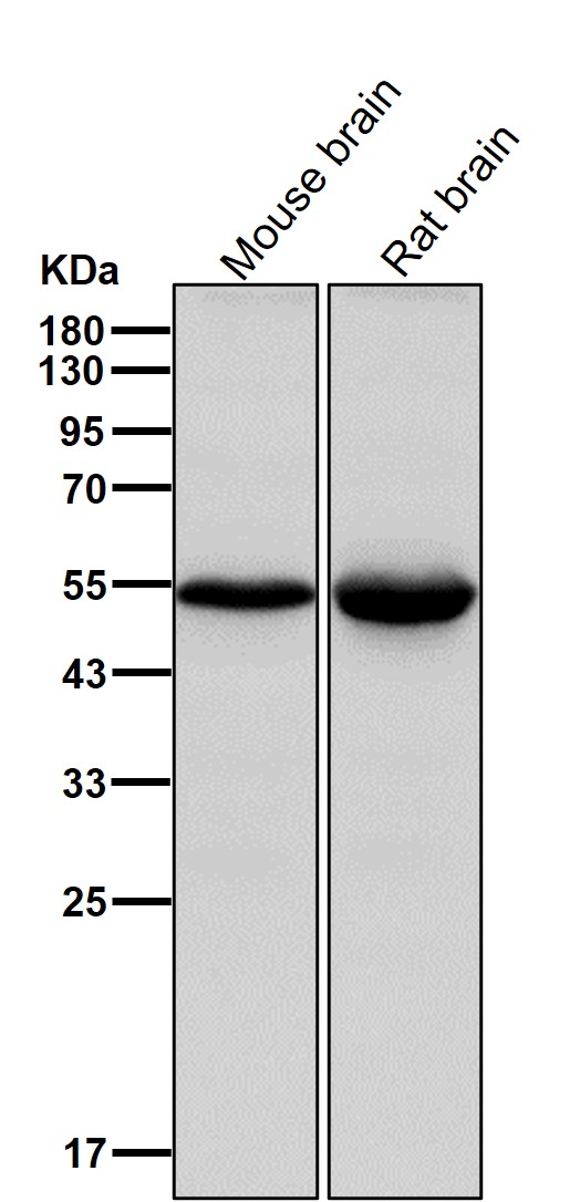 FLI1 Ab
