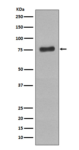 p-BTK (Y223) Ab