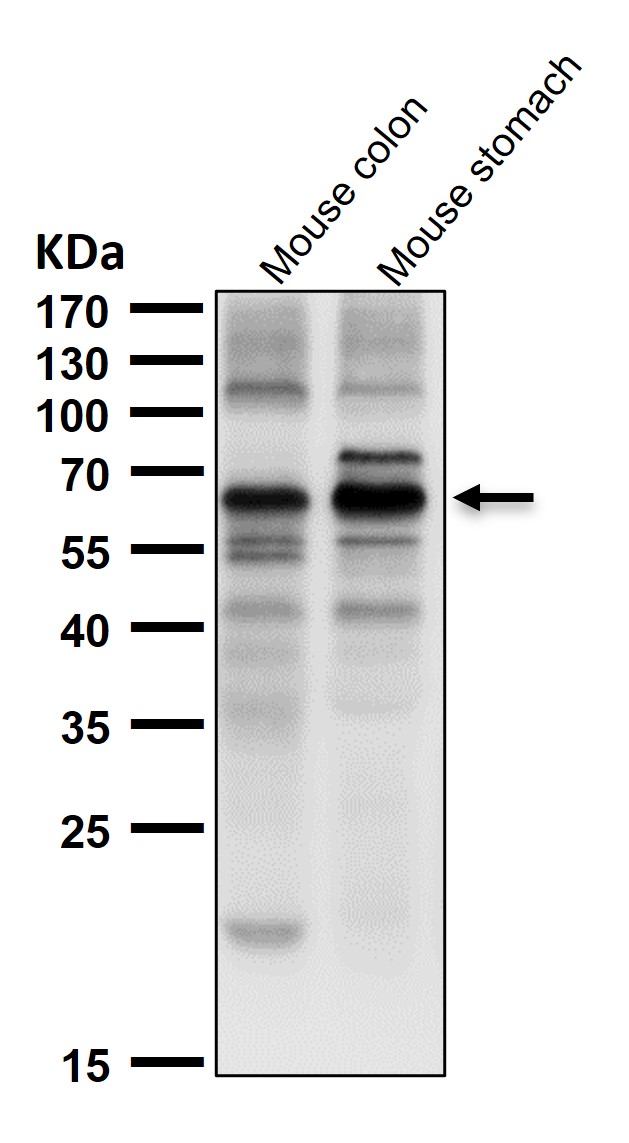 TPH1 Ab