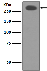 Acetyl CoA carboxylase Ab