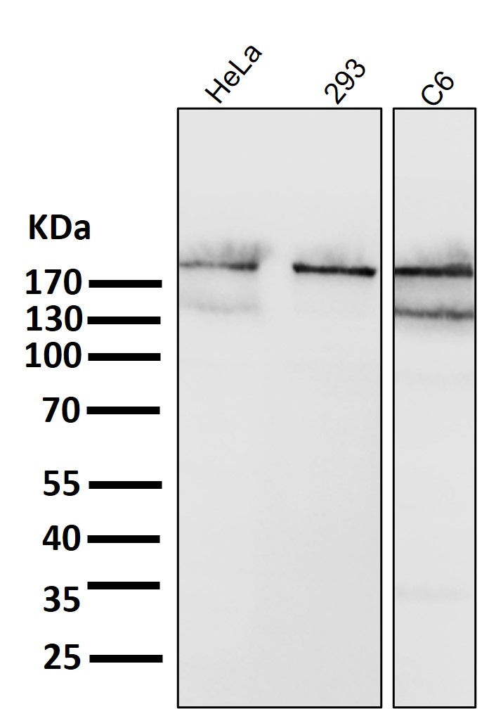 Acetyl CoA carboxylase Ab