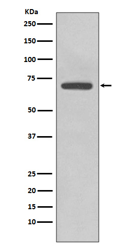 COX2 Ab