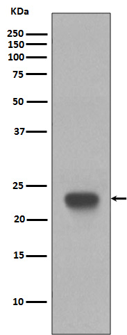 CD3 epsilon Ab