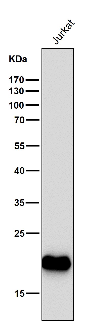 CD3 epsilon Ab