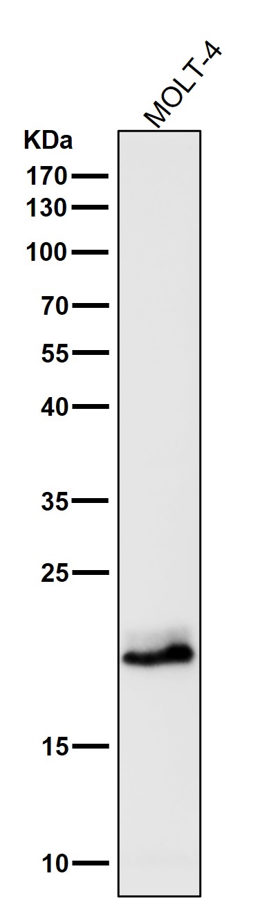 CD3 epsilon Ab