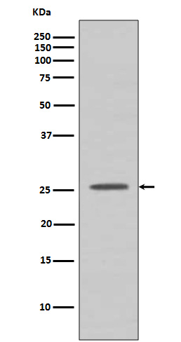 Bcl 2 A1 Ab