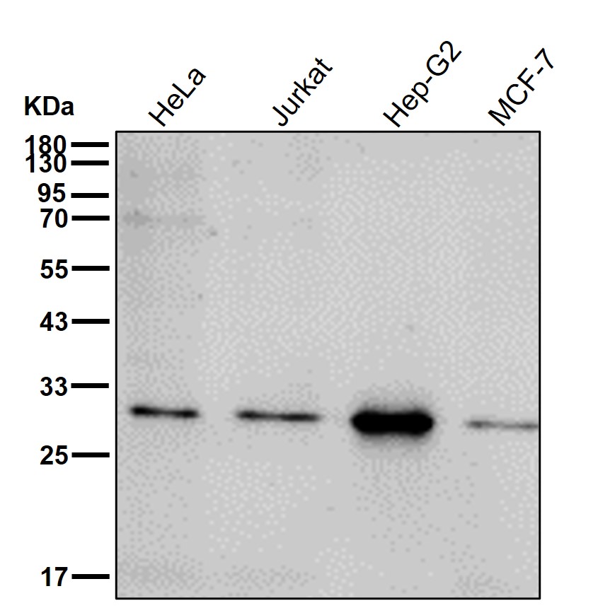 Bcl 2 A1 Ab
