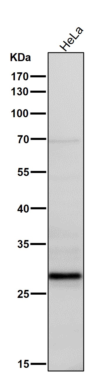 Bcl 2 A1 Ab