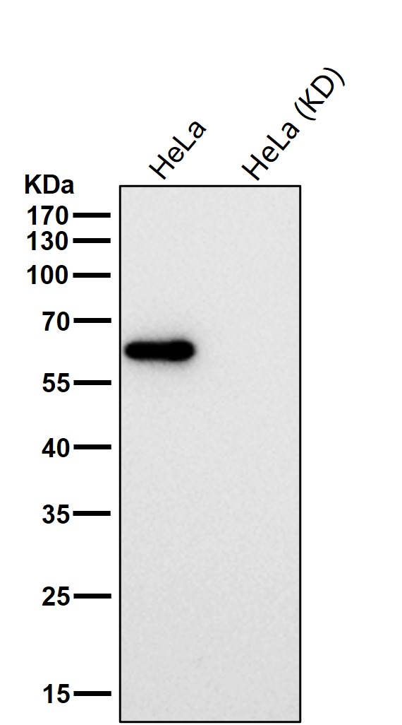 Cytokeratin 10 Ab