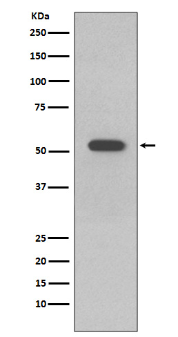 Cytokeratin 10 Ab
