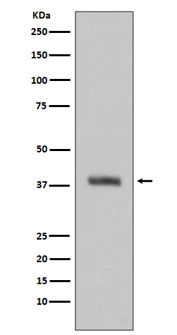 HTRA2 Ab