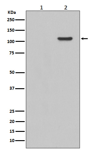 p-Focal adhesion kinase 1 (Y397) Ab