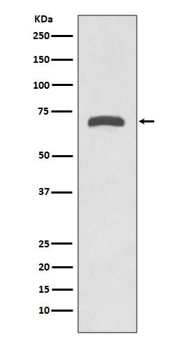 MMP8 Ab