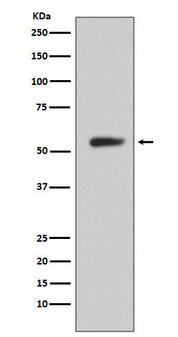 Carbonic anhydrase 9 Ab