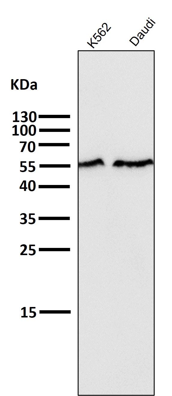 SMAD2 Ab