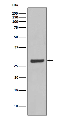 Aquaporin 5 Ab