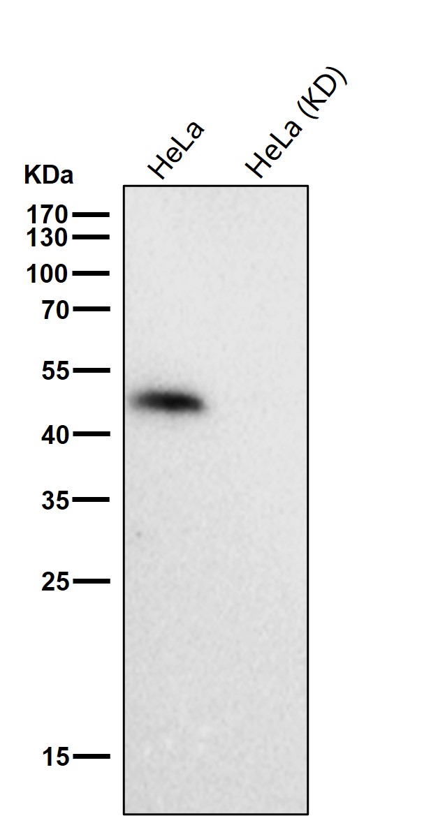 HDAC3 Ab