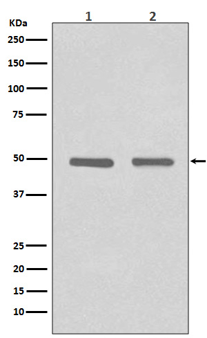 HDAC3 Ab
