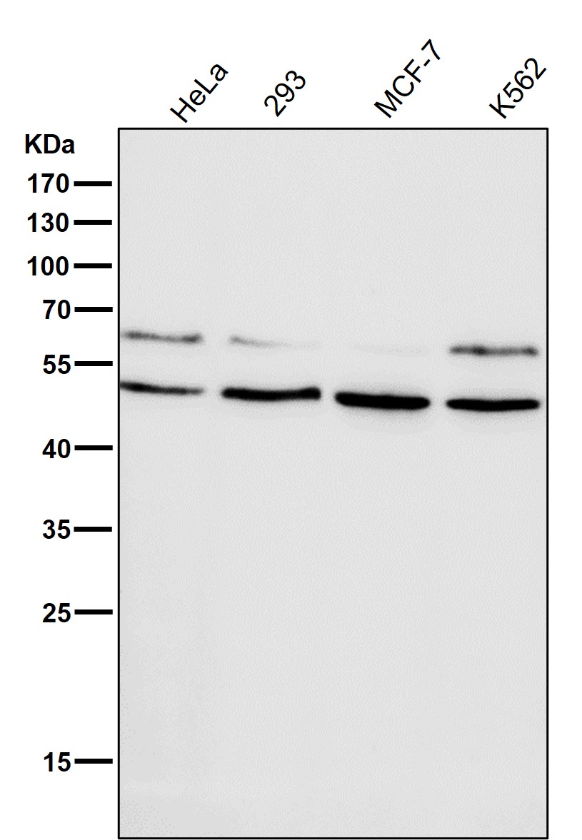 HDAC3 Ab