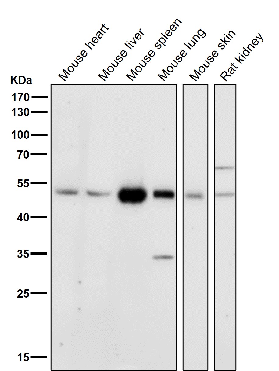 HDAC3 Ab