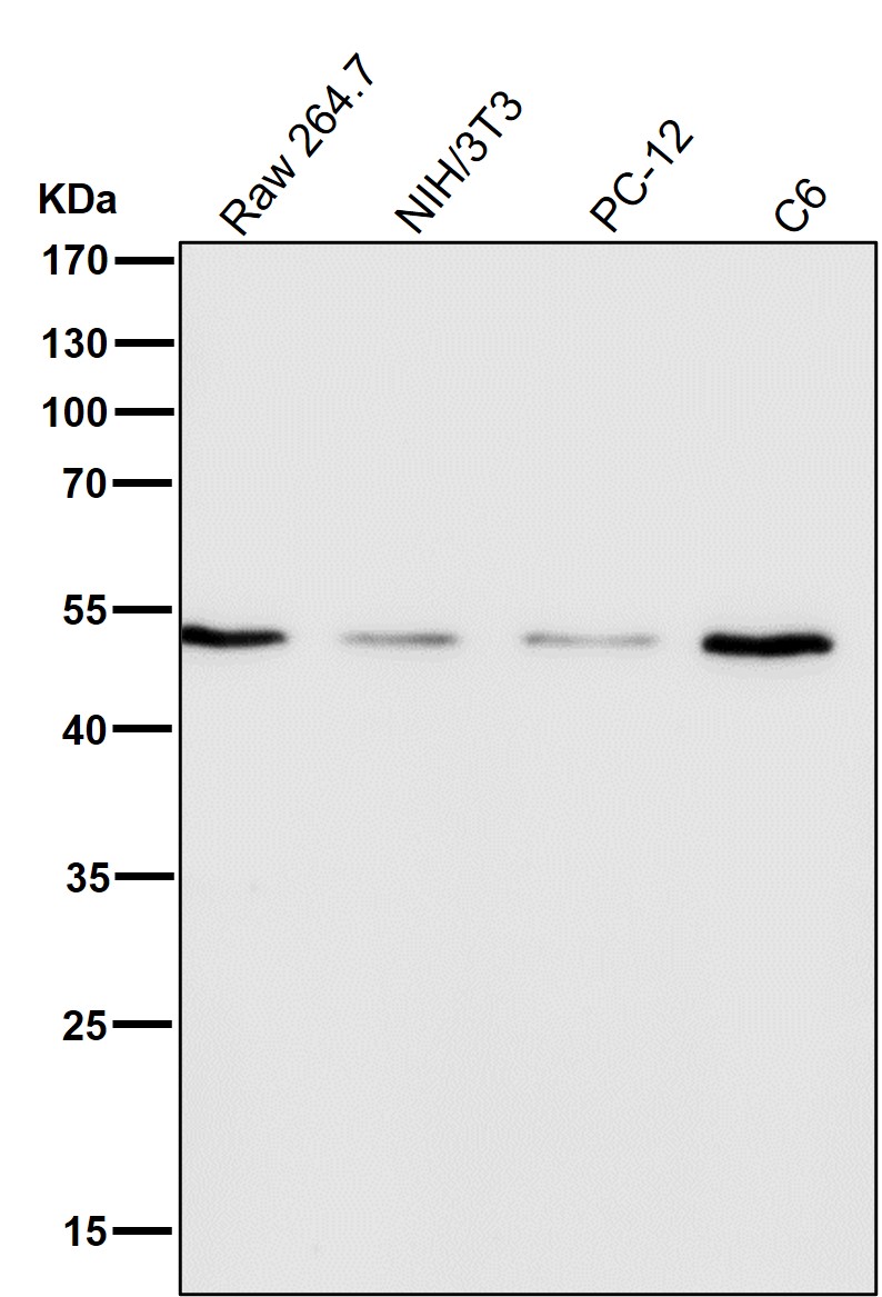 HDAC3 Ab