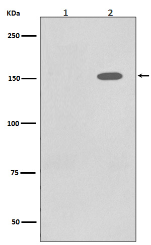 p-EGFR (Y1110) Ab