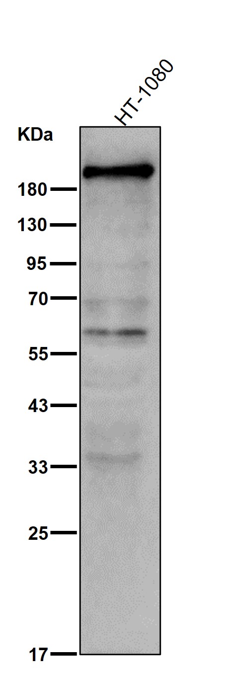 Dysferlin Ab