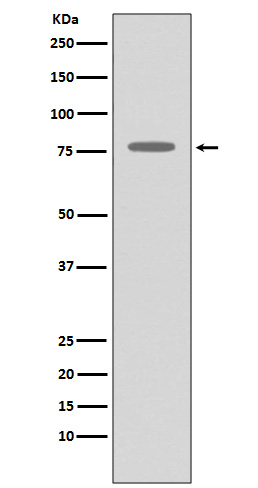 GRK2 Ab