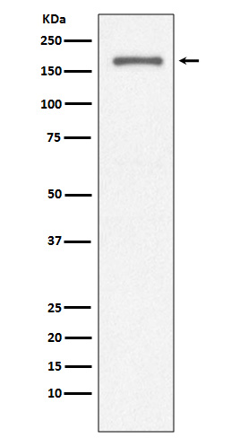CD11a Ab