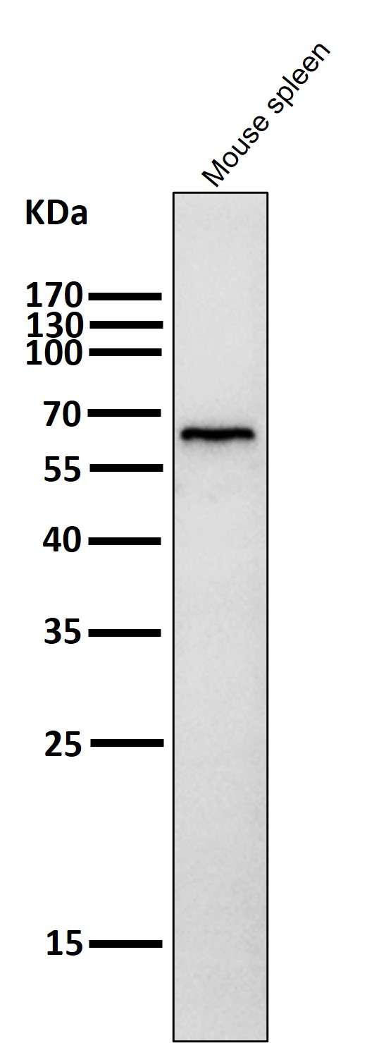 p-AMPK alpha 1/2 (T183/T172) Ab