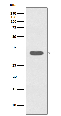 Caspase 6 Ab
