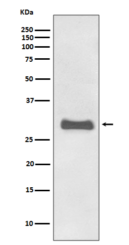 Major prion protein Ab