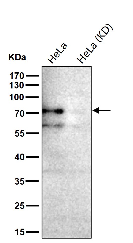 p73 Ab