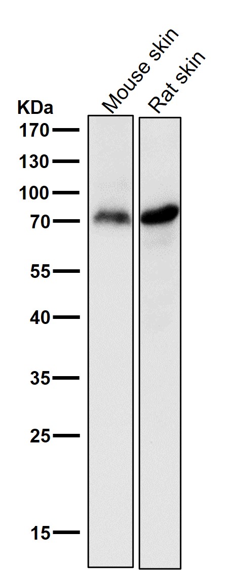 p73 Ab