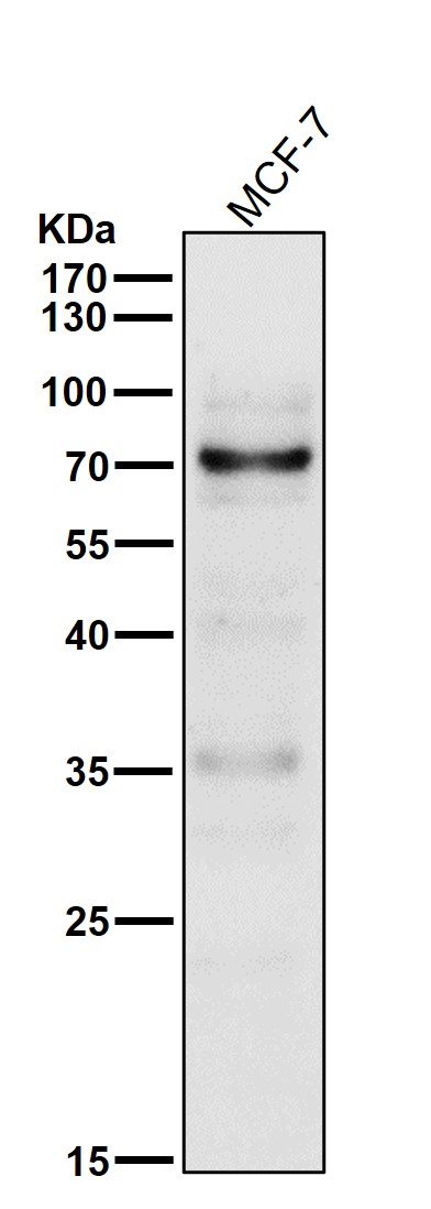 p73 Ab