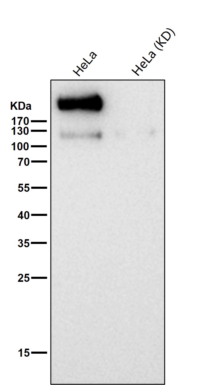 DNA PKcs Ab