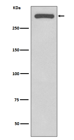 DNA PKcs Ab