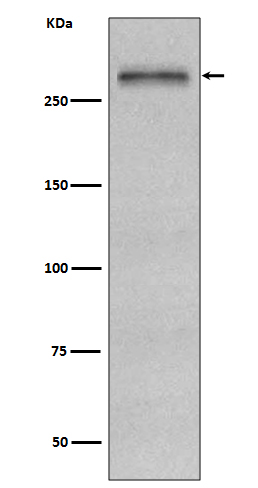 Fibronectin Ab
