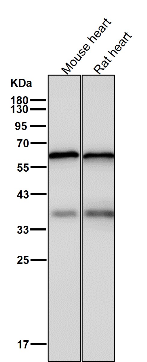 STK3 Ab