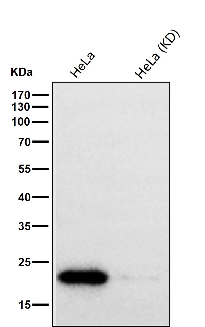 PEBP1 Ab