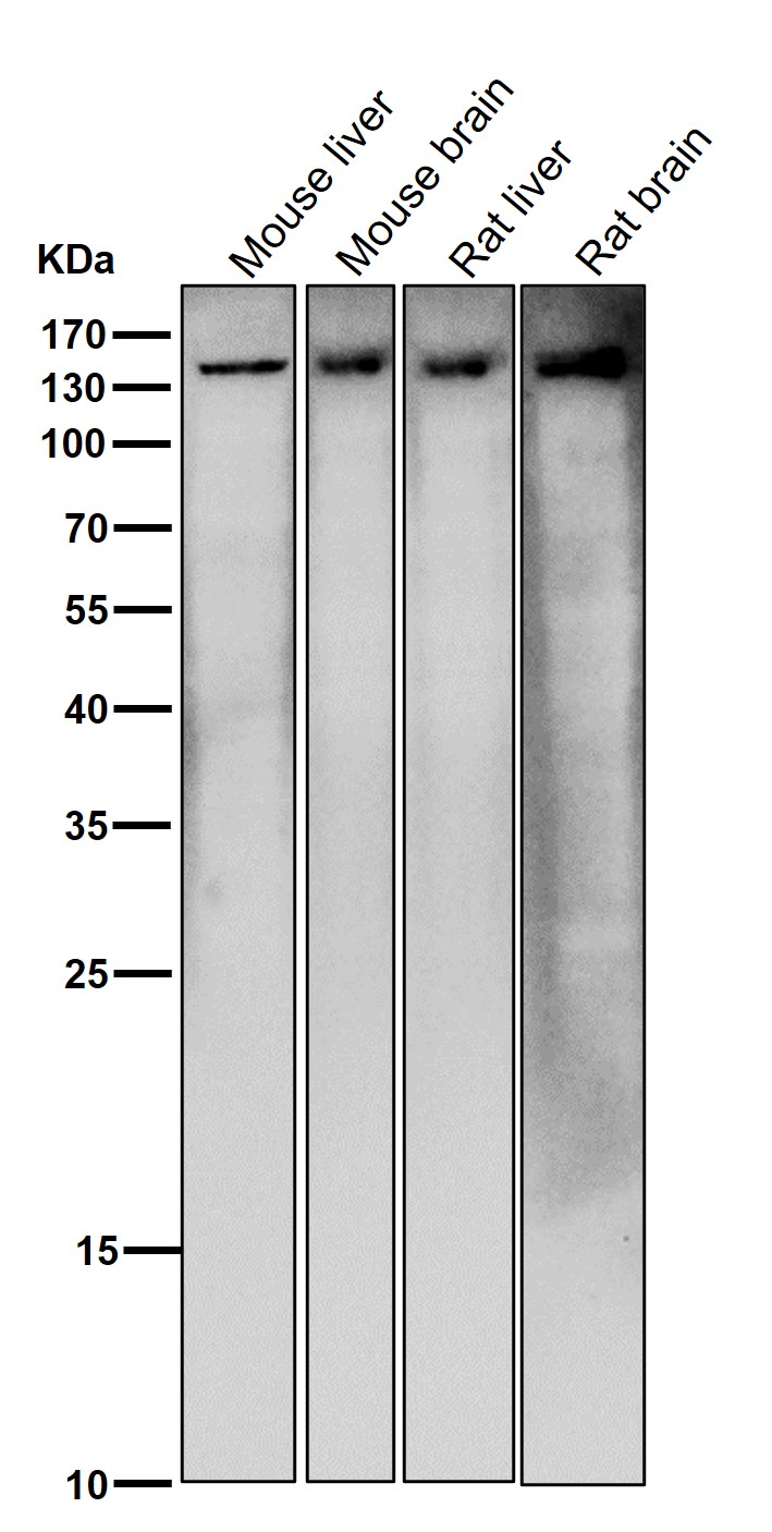 PLCG1 Ab