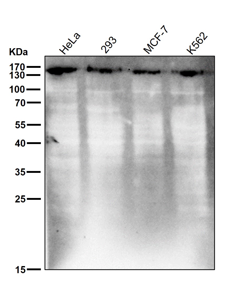 PLCG1 Ab