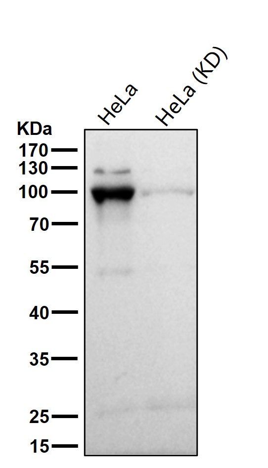 alpha Catenin Ab