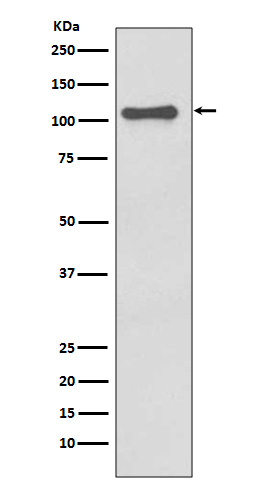 NLRP3 Ab